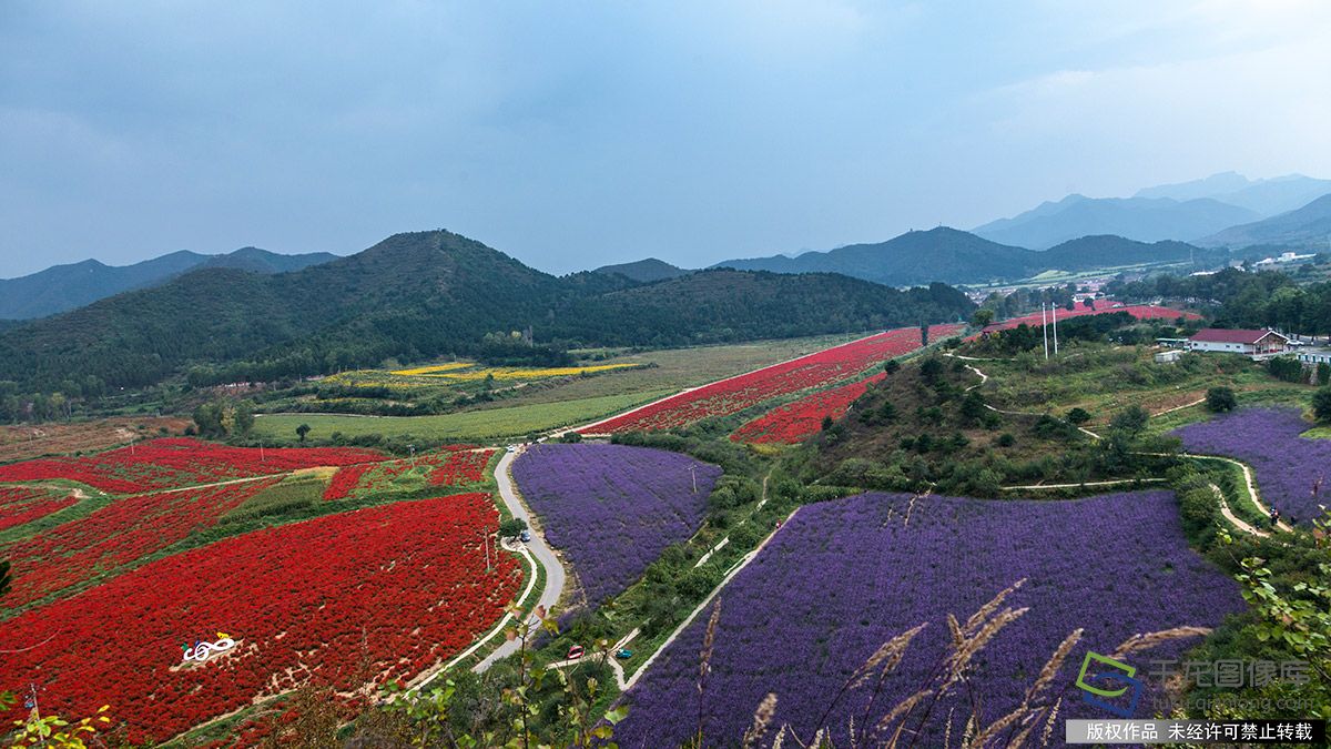 延庆山里铺地毯，满眼豪气--千龙网·中国首都网