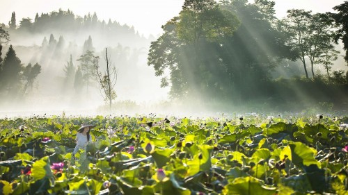 走进香水百荷田园综合体，探索你所不知道的秘密-千龙网·中国首都网
