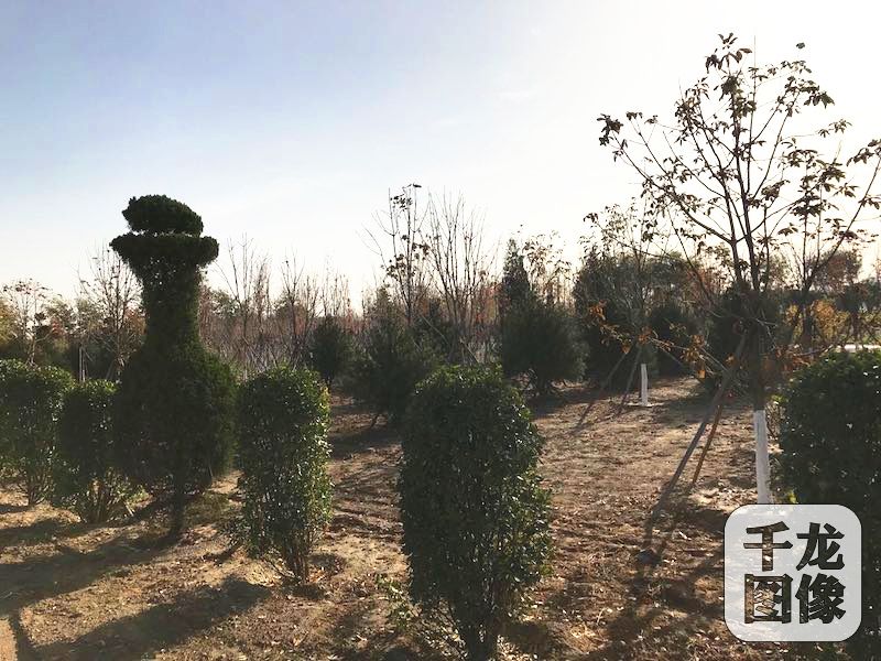 7日，丰台花乡举办政务开放日，邀请丰台区、乡人大代表，市民代表以及白盆窑村村民参观白盆窑村疏解整治促提升开展情况及成效。图为白盆窑村对仓储物流中心腾退后的土地进行绿化。