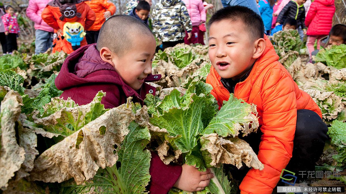 熊孩子北京幼儿园里拔萝卜体验田园乐趣(2)-