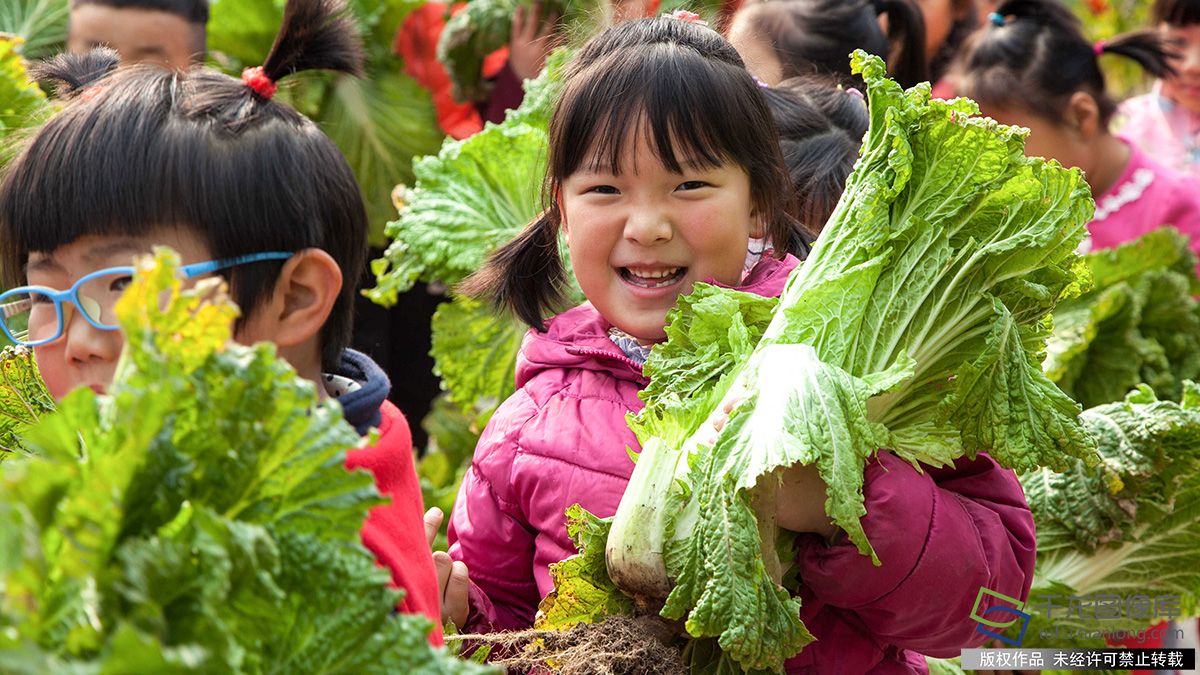 熊孩子北京幼儿园里拔萝卜体验田园乐趣(4)-