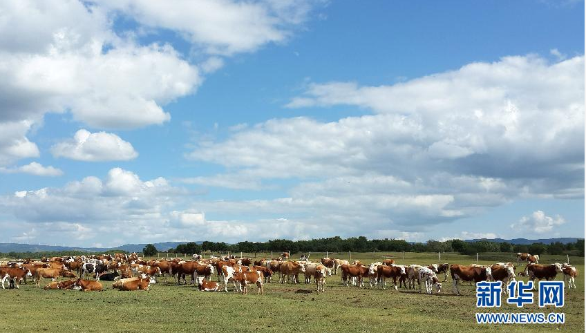 畜群在内蒙古赤峰市克什克腾旗浑善达克沙地疏林草原上觅食。新华社记者 张领 摄