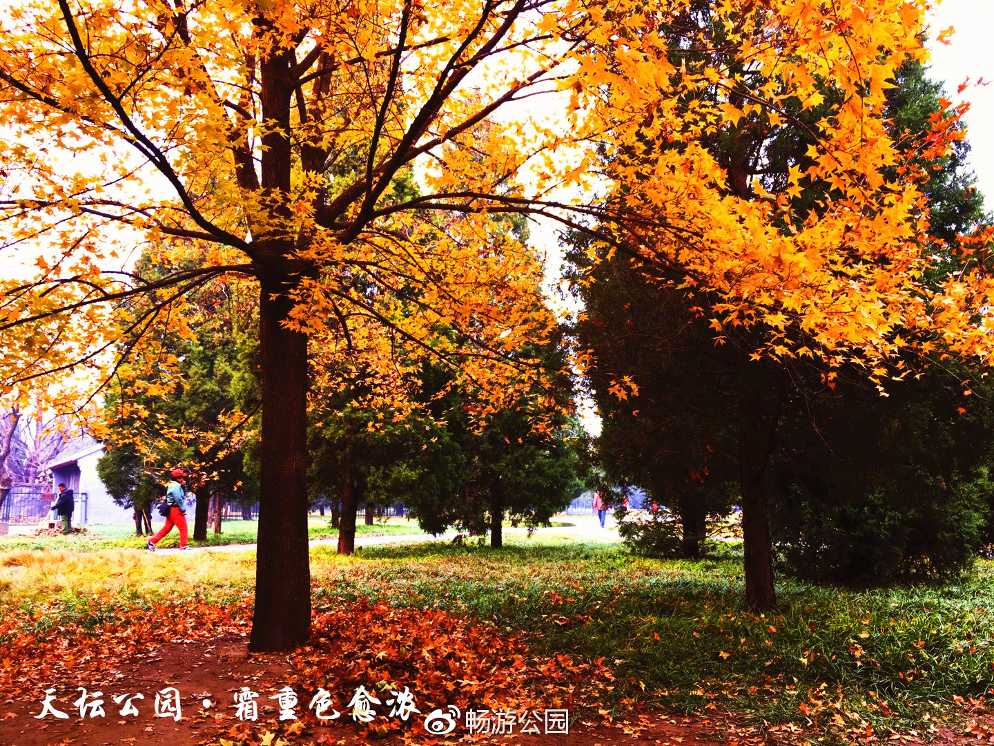 再不去就真没了 京城公园管理处推荐最后的落