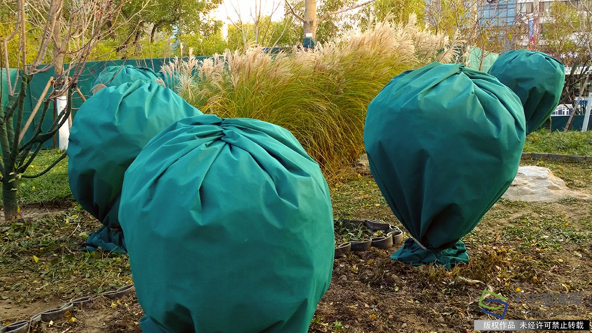 北京强冷空气来袭 公园绿植披冬装--千龙网·