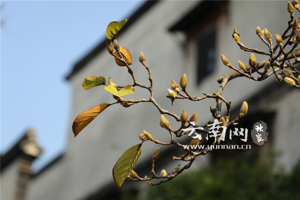 一梦南浔南山难寻南浔镇江天下带动旅游全域旅游浙江攻略古镇图片