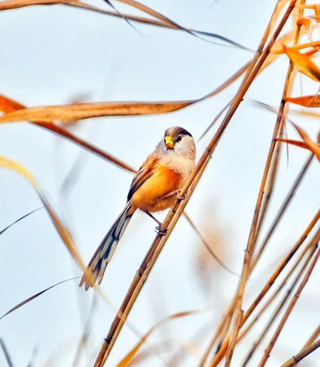 QQ截图20171201091836