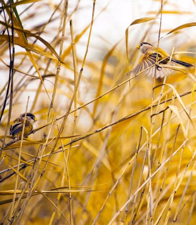 QQ截图20171201091908