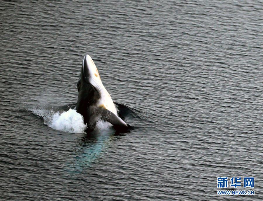 (第34次南极科考)(4)南极风光·可爱生灵