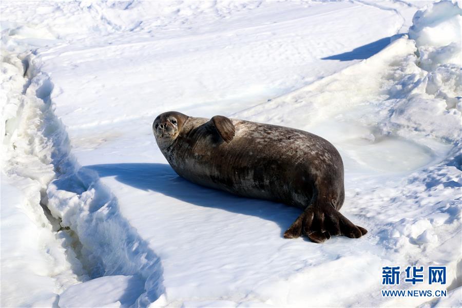 (第34次南极科考)(9)南极风光·可爱生灵
