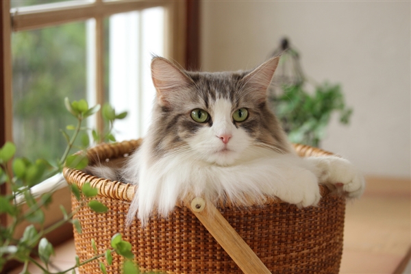 佳能发布入门单反EOS 1500D/3000D：AI辅助自动对焦