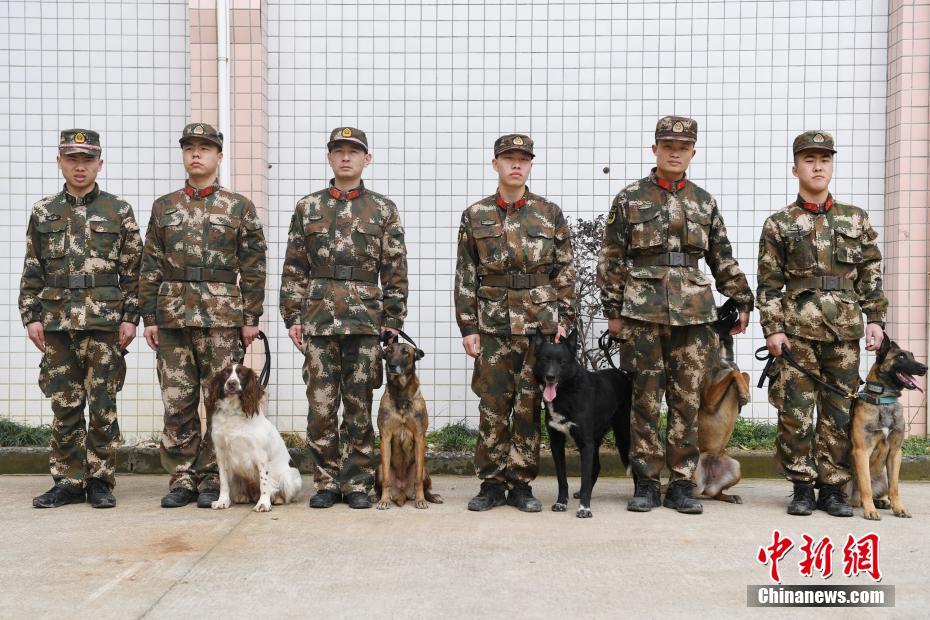 杭州消防搜救犬训练 救人寻物样样精通