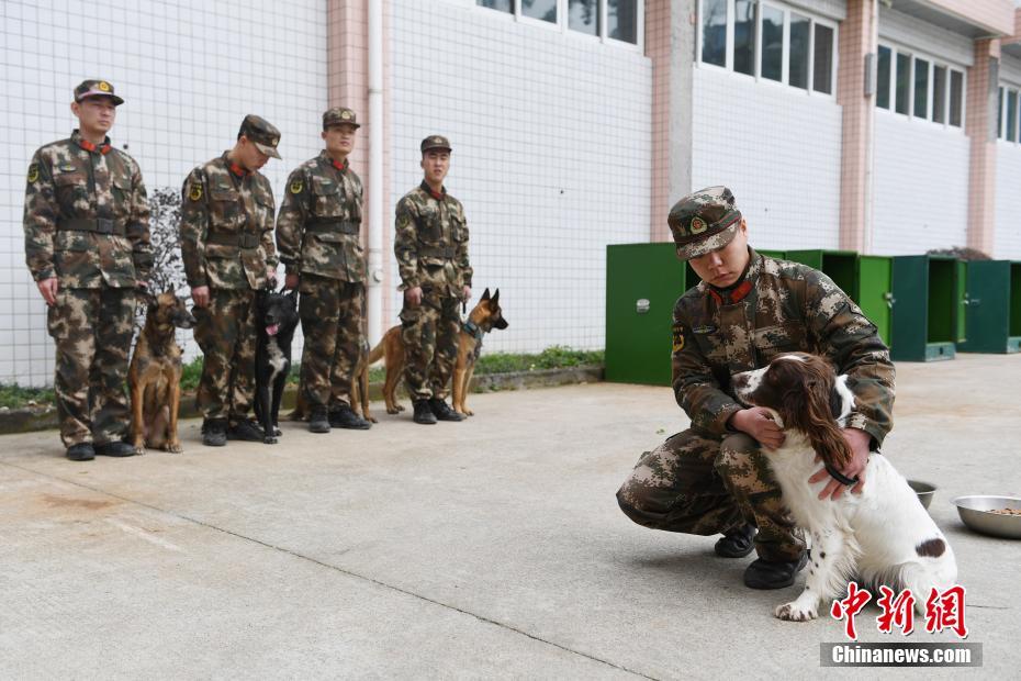 杭州消防搜救犬训练 救人寻物样样精通