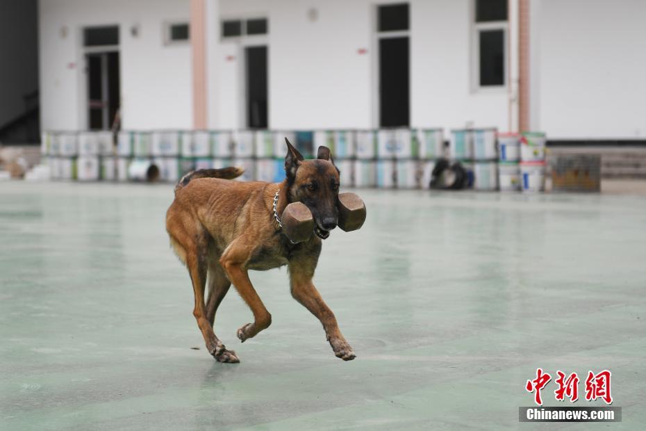 杭州消防搜救犬训练 救人寻物样样精通
