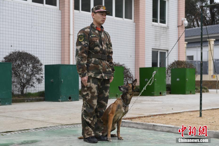 杭州消防搜救犬训练 救人寻物样样精通
