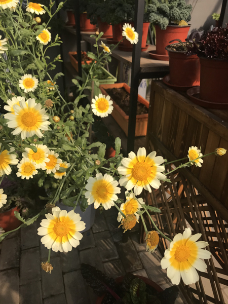 194种蔬菜组景观备战北京世园会预展