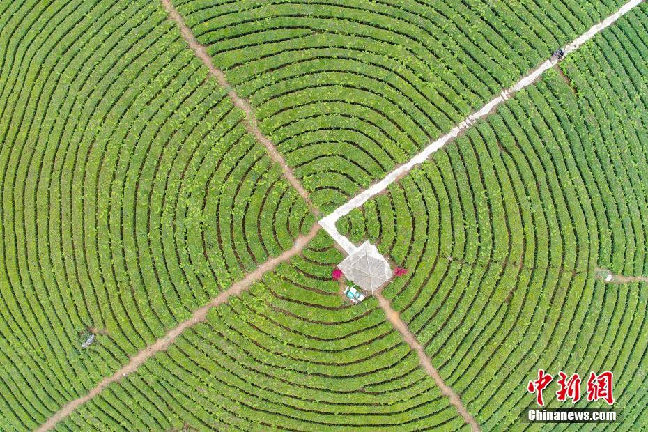 贵州明前茶开摘 俯瞰茶园宛如大地指纹