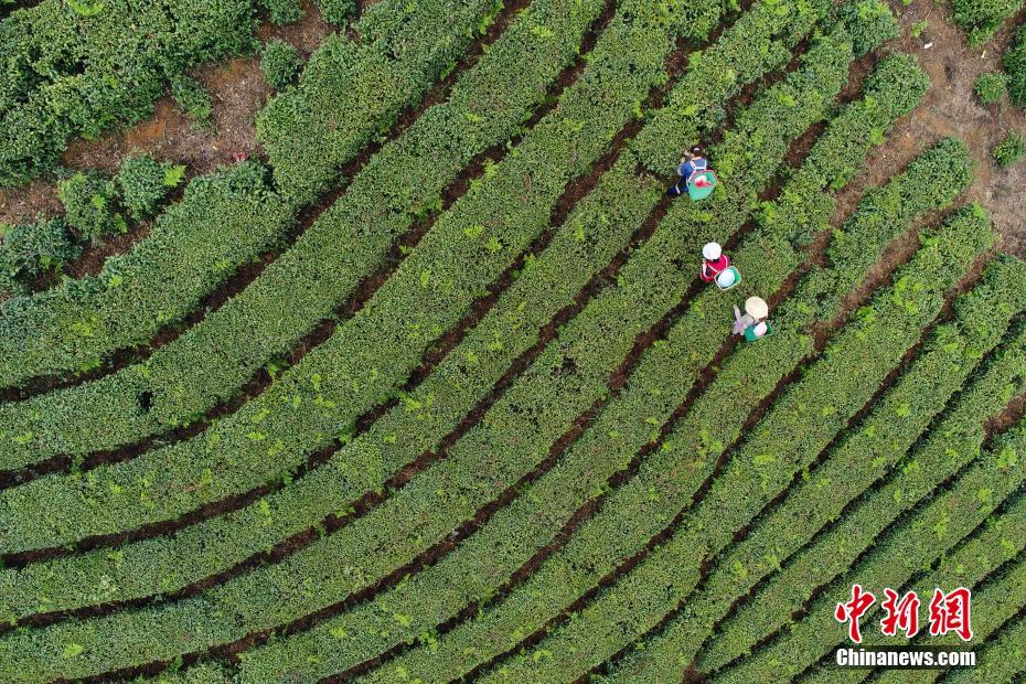 贵州明前茶开摘 俯瞰茶园宛如大地指纹