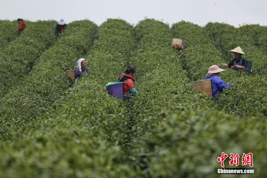 贵州安顺茶农采摘明前茶