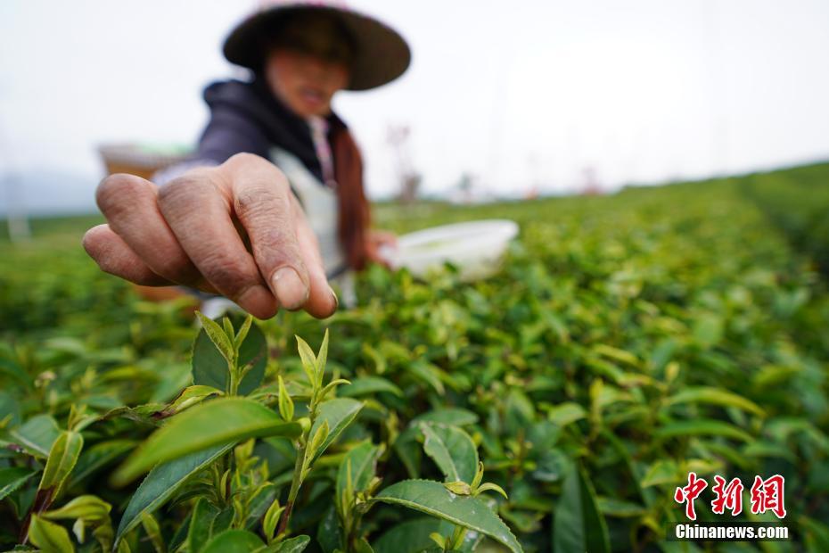 贵州安顺茶农采摘明前茶
