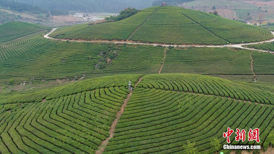 贵州明前茶开摘 俯瞰茶园宛如大地指纹