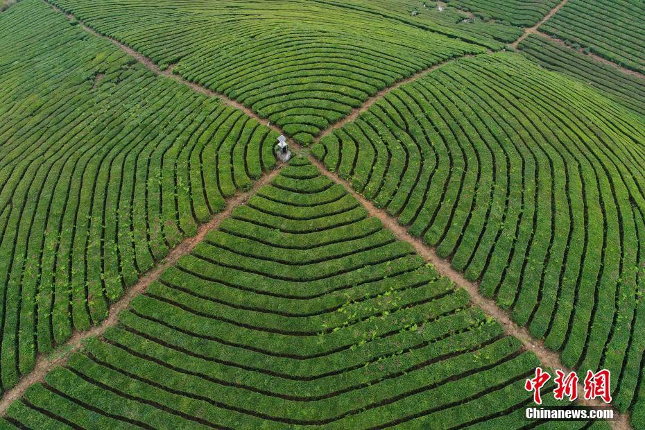 贵州明前茶开摘 俯瞰茶园宛如大地指纹