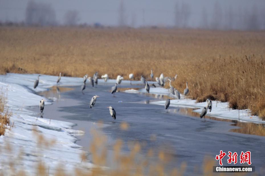 中国&ldquo;最北&rdquo;湿地迎来今年首批候鸟