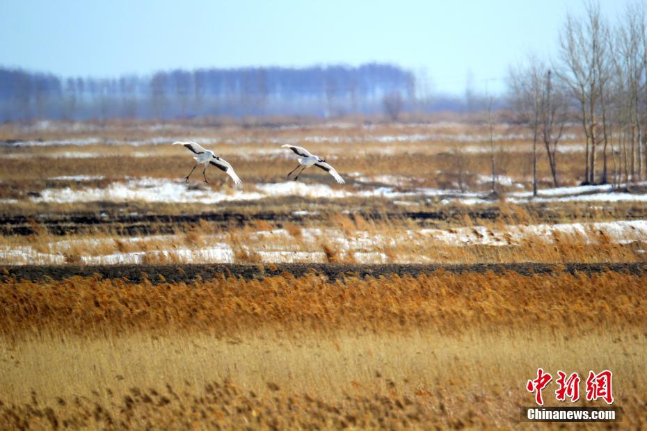 中国&ldquo;最北&rdquo;湿地迎来今年首批候鸟