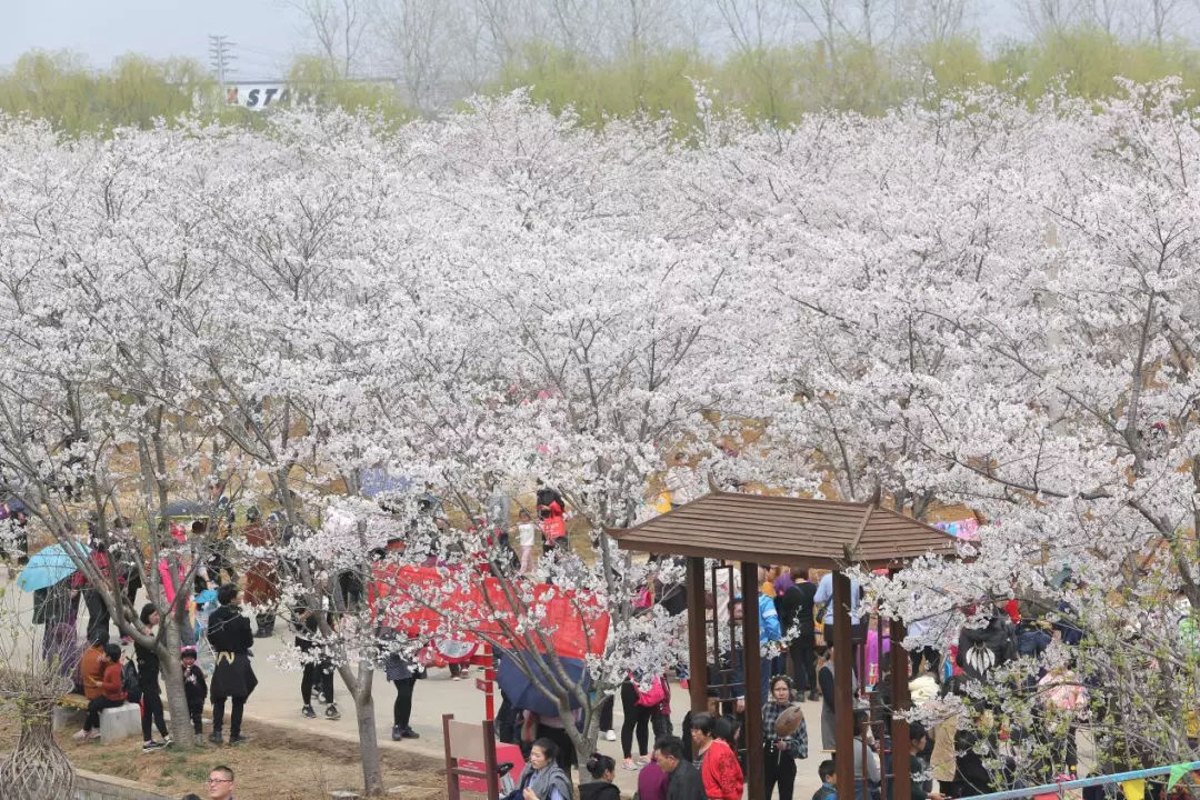 天赐福地,王者樱花|句容-别克2018第五届樱花节