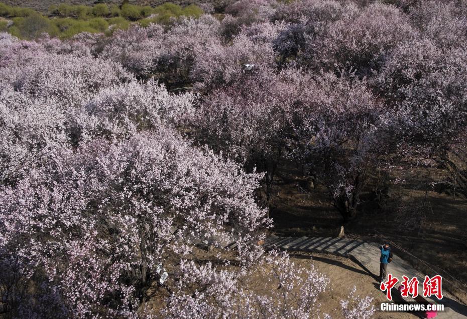 西藏&ldquo;江南&rdquo;桃花盛开