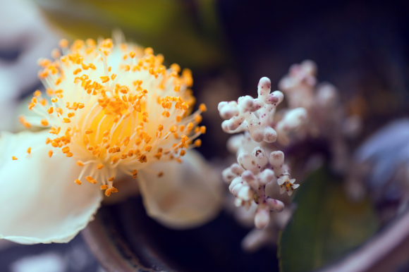 演田七品茶创作歌曲《拈花》执一笔墨香书一笺