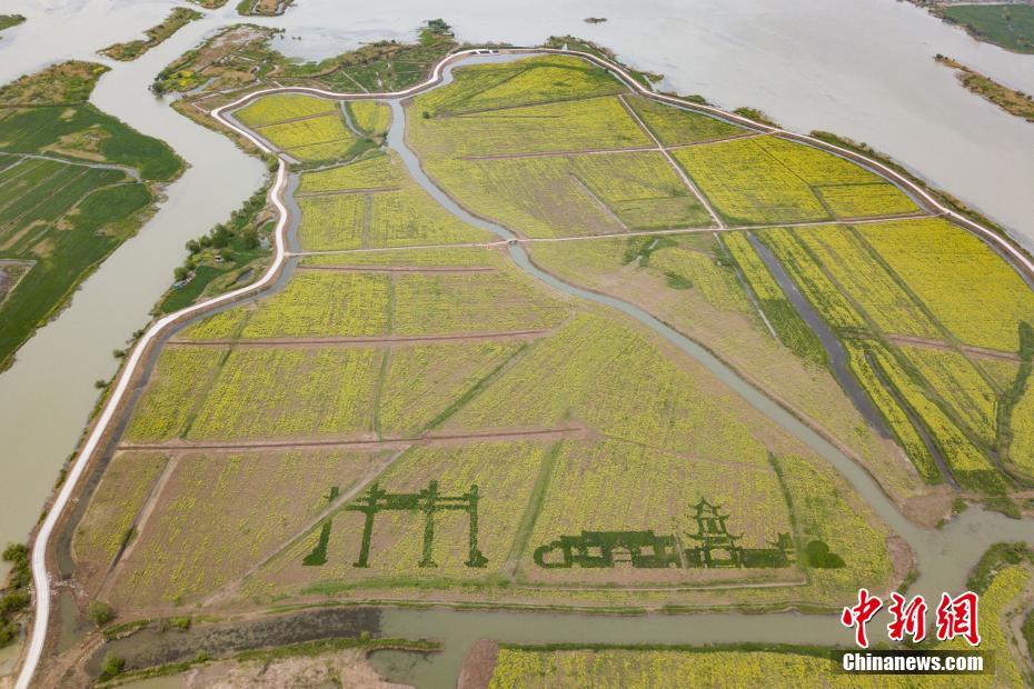 航拍江苏高邮湖郊野油菜花巨型画