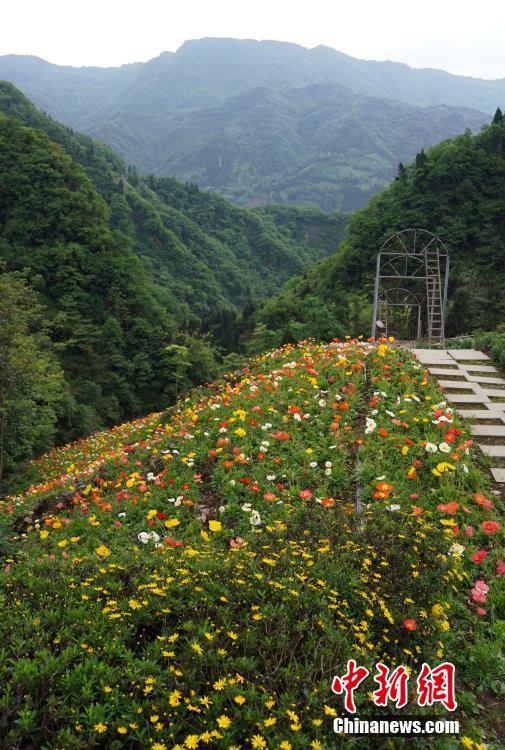 汶川建深山花谷带动农民脱贫致富