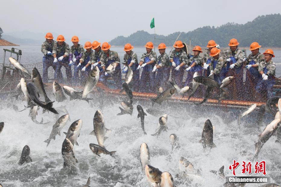 浙江千岛湖上演&ldquo;巨网捕鱼&rdquo; 现万鱼群跃盛景