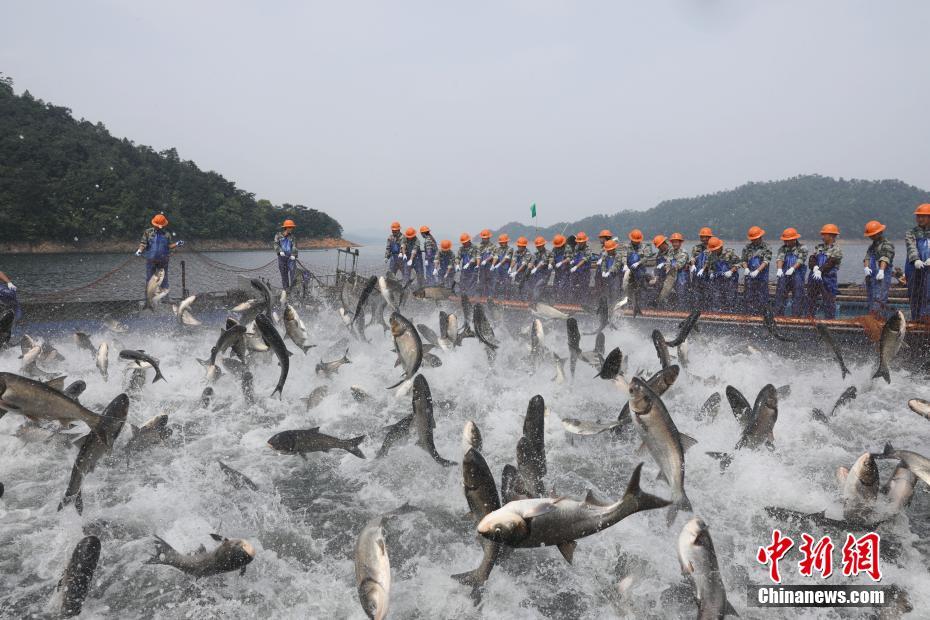 浙江千岛湖上演&ldquo;巨网捕鱼&rdquo; 现万鱼群跃盛景