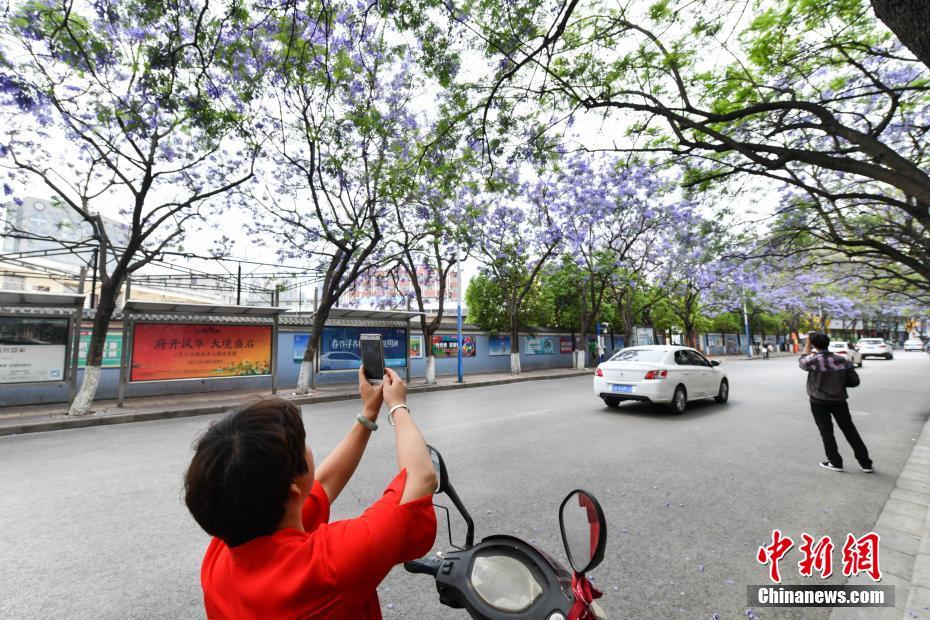 云南昆明街头蓝花楹盛开