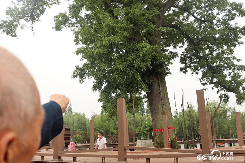 从小在古树下长大的潘运钦发现这十年来古树发出了一些新枝，以前几十年都没有过。（何川/摄）