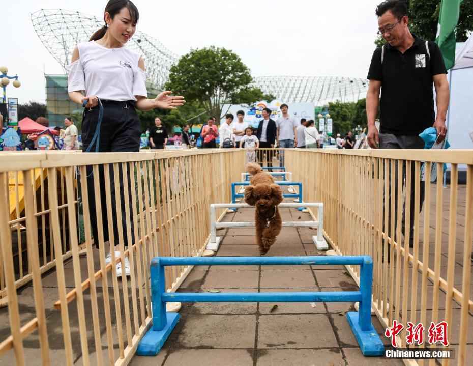 近千只狗狗武汉参加&ldquo;马拉松&rdquo;
