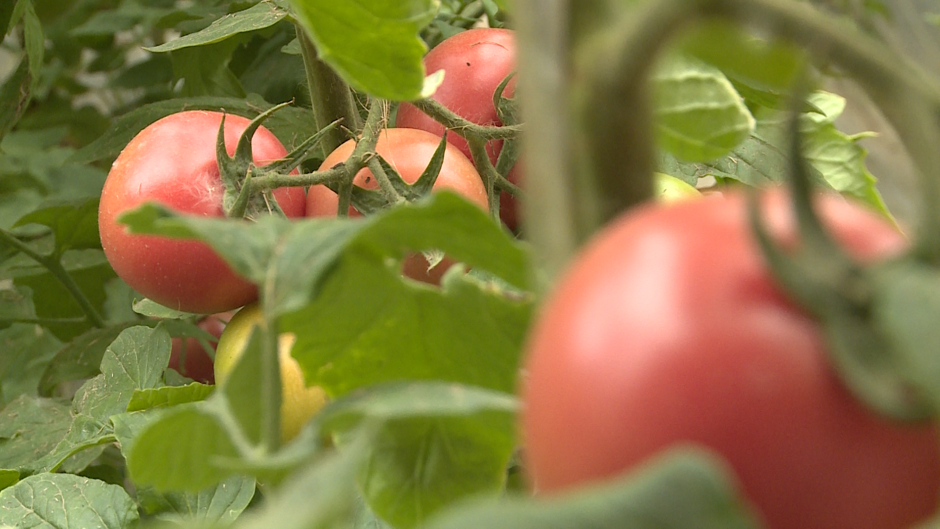 一分半 |共享服务构筑蔬菜种植新模式