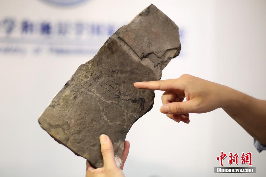 中美科学家发现地球已知最古老动物足迹化石
