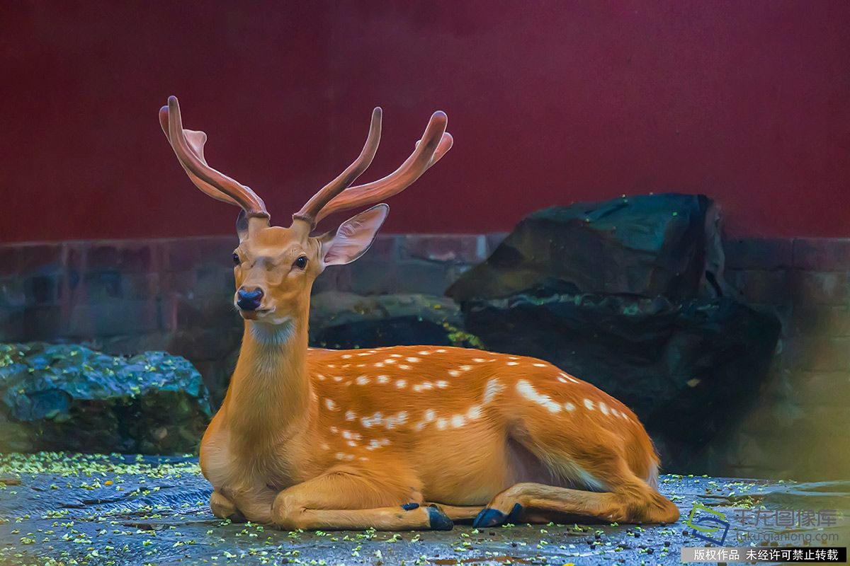 北京图见|故宫萌鹿雨后慵懒惹人爱
