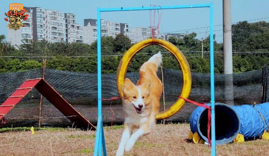 《战斗吧萌犬》收官在即 关怀萌宠传递治愈力量