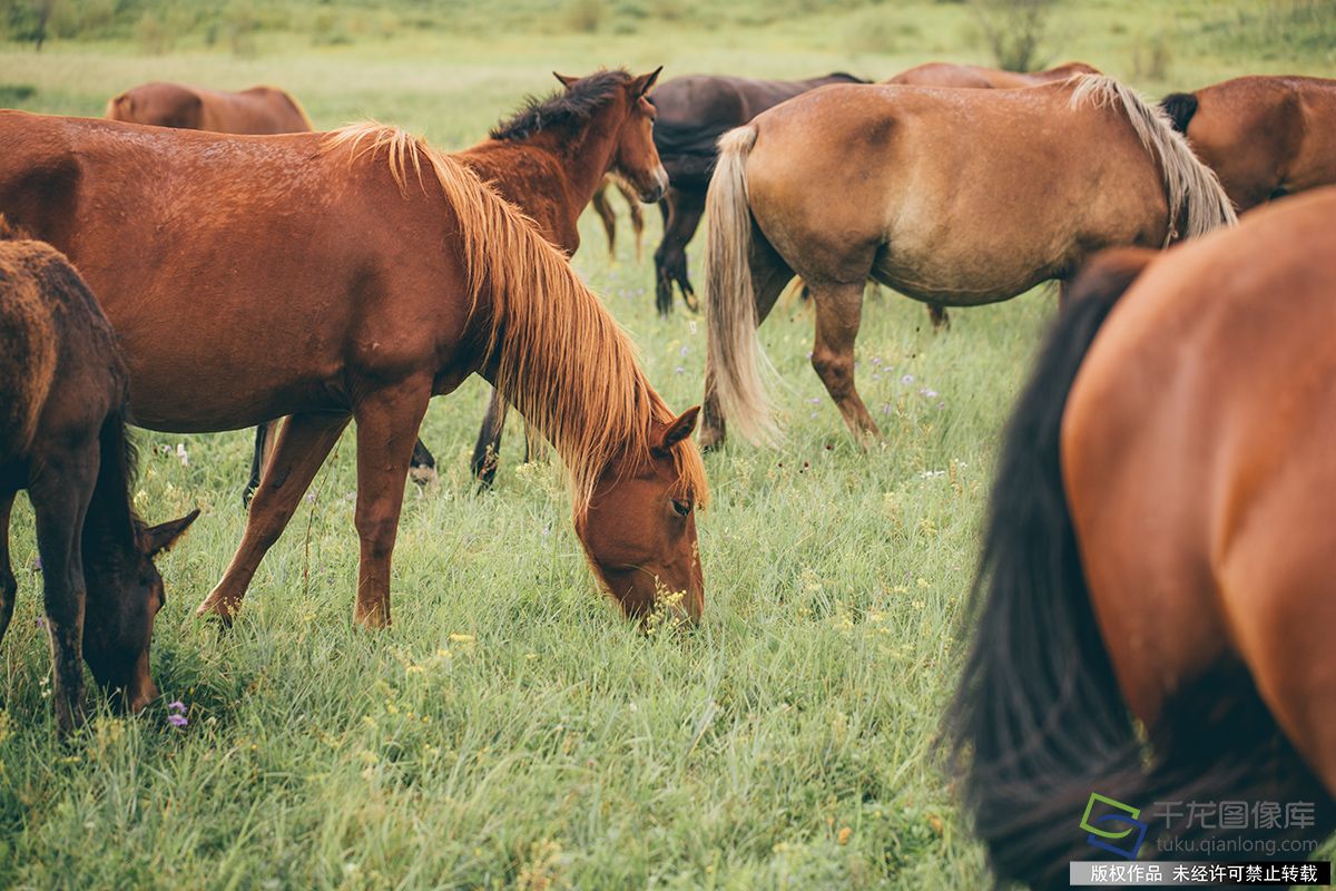 北京图见|沉溺在延禧色的草原风光里