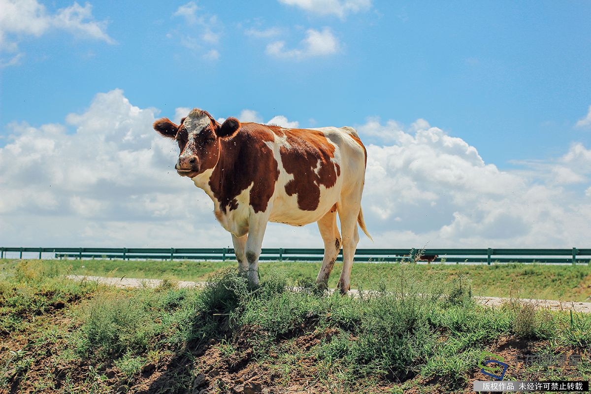 北京图见|沉溺在延禧色的草原风光里