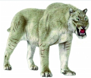 猫科动物实力排名_猫科动物大小排名图片(3)