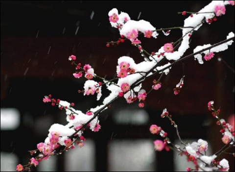 九九歌：数着九九过寒冬