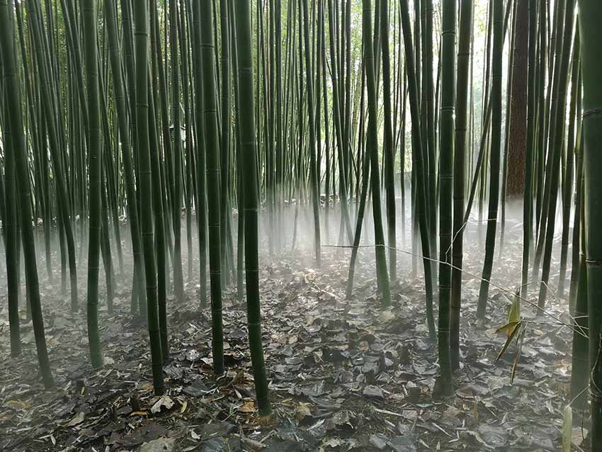 美丽乡村·山东竹泉村：一句“但居竹泉不思归”，不知吸引了多少人！【6】