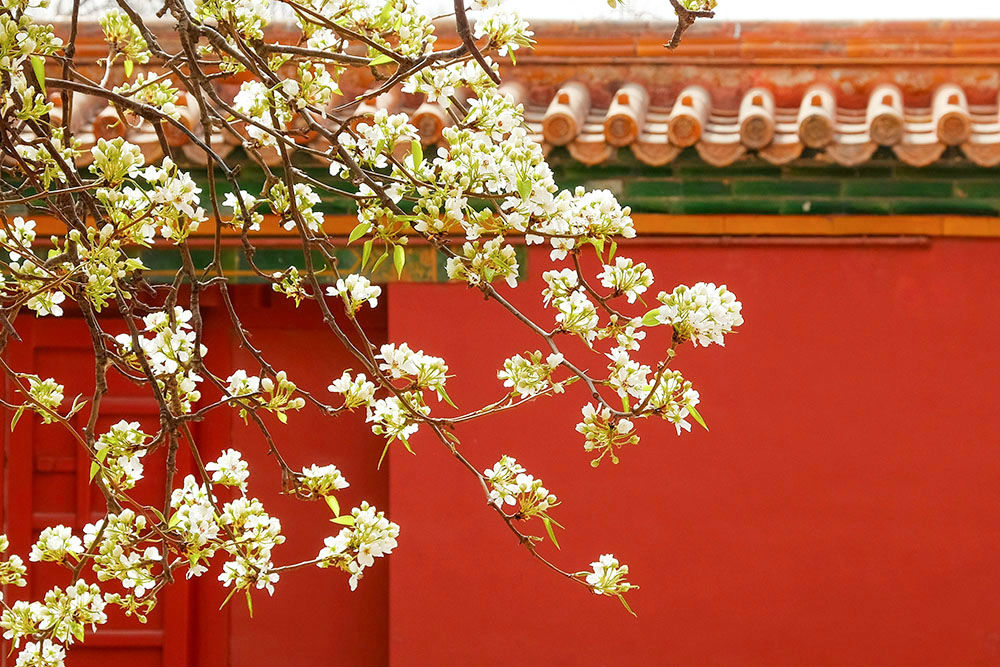 花映红墙 图片来源：tuku.qianlong.com 刘奇江摄 千龙网发