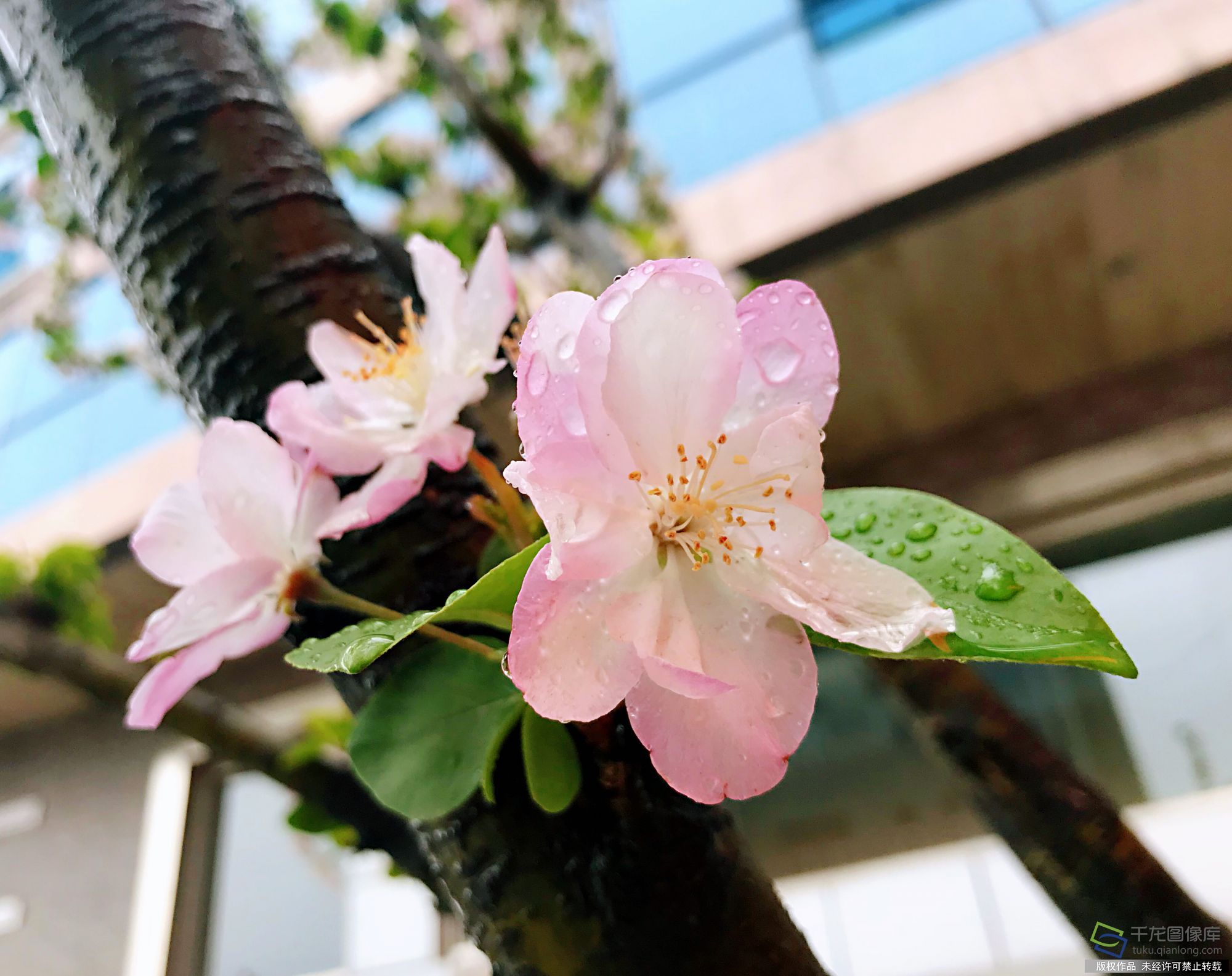 待放 雨后
