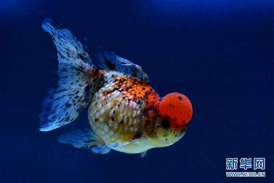 （社会）（2）上万尾金鱼福州斗艳