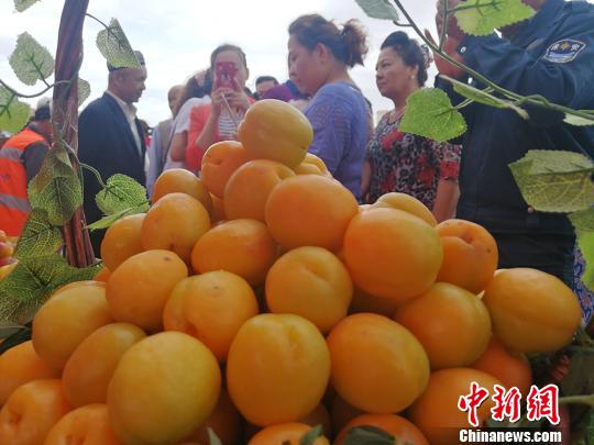 开幕式现场，杏子成最靓丽的主角。　王小军 摄